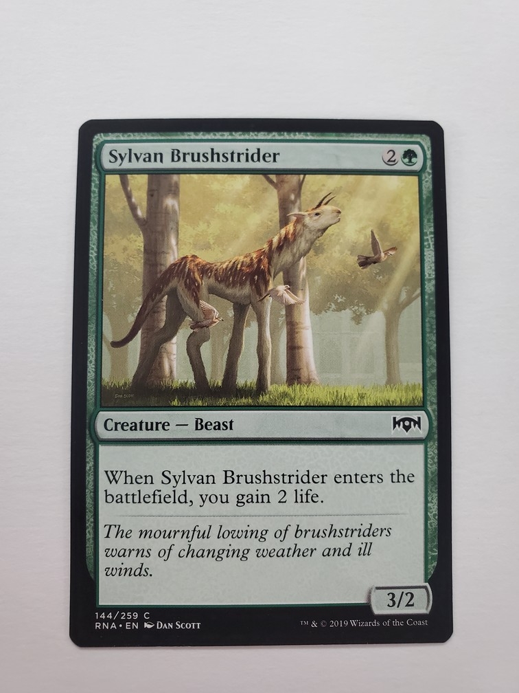 Sylvan Brushstrider