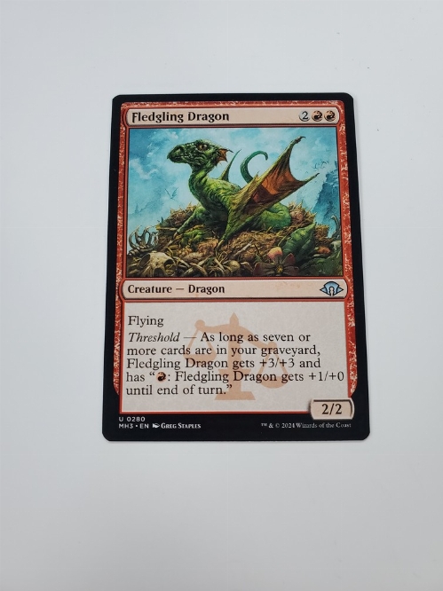 Fledgling Dragon