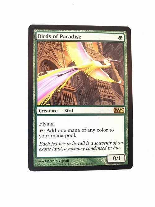 Birds of Paradise